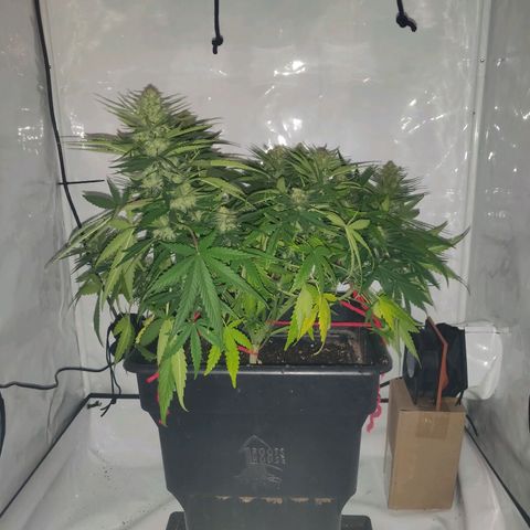 Gorilla Glue #4 growlog timeline photo