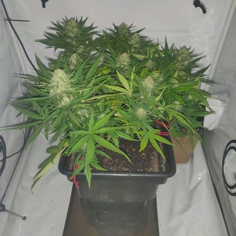 Gorilla Glue #4 growlog timeline photo