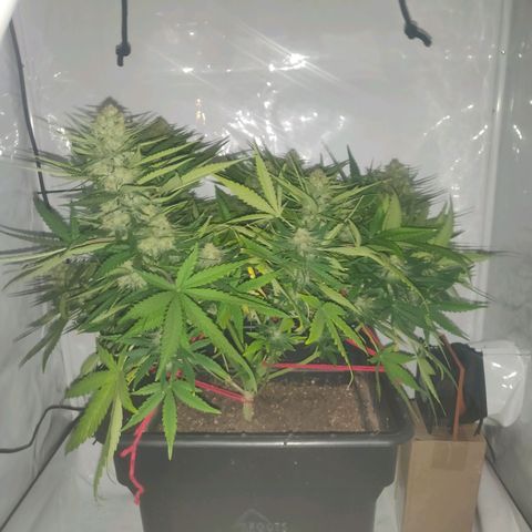 Gorilla Glue #4 growlog timeline photo
