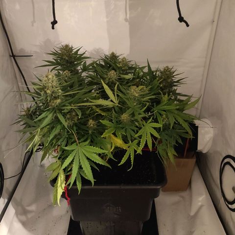 Gorilla Glue #4 growlog timeline photo