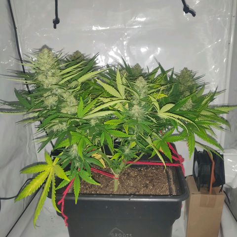Gorilla Glue #4 growlog timeline photo