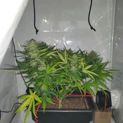 Gorilla Glue #4 growlog timeline photo