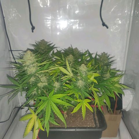 Gorilla Glue #4 growlog timeline photo
