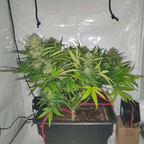 Gorilla Glue #4 growlog timeline photo