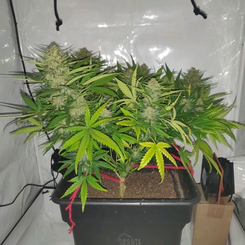 Gorilla Glue #4 growlog timeline photo