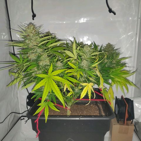 Gorilla Glue #4 growlog timeline photo