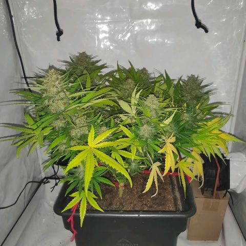 Gorilla Glue #4 growlog timeline photo