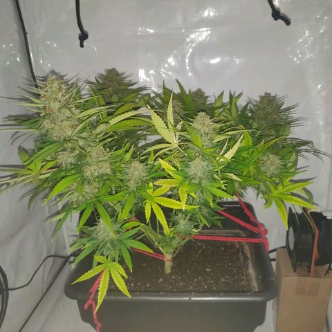 Gorilla Glue #4 growlog timeline photo