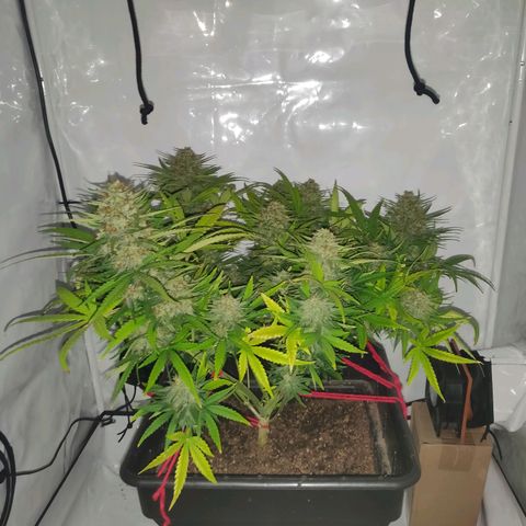 Gorilla Glue #4 growlog timeline photo