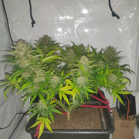 Gorilla Glue #4 growlog timeline photo