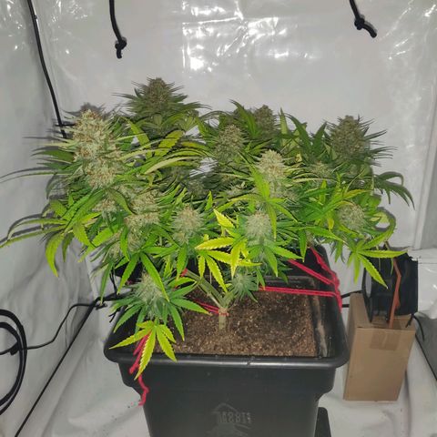 Gorilla Glue #4 growlog timeline photo