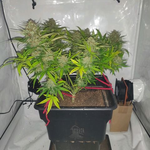 Gorilla Glue #4 growlog timeline photo