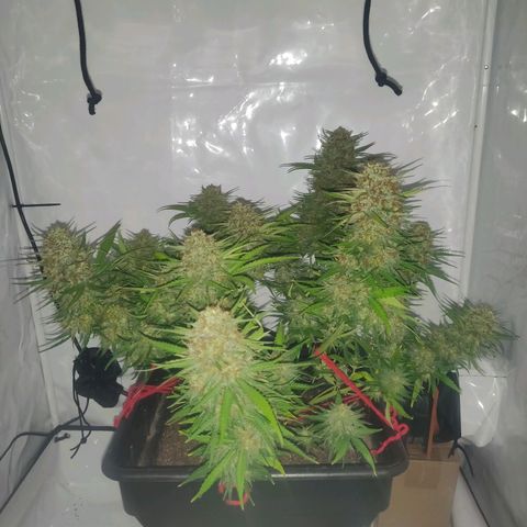 Gorilla Glue #4 growlog timeline photo