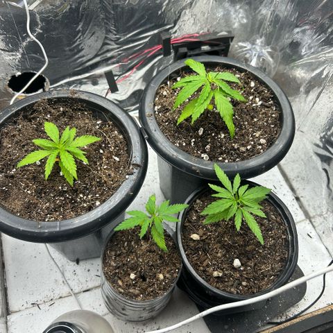 Prenseed  growlog timeline photo
