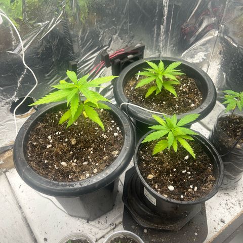 Prenseed  growlog photo: Fertilizacão leve com dimy 10-10-10 + micros 
2 de água e uma rega com nutrients 