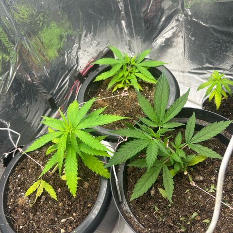 Prenseed  growlog timeline photo