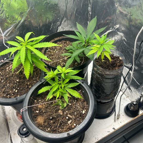 Prenseed  growlog timeline photo
