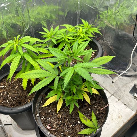 Prenseed  growlog photo: PH errado no início corrigido após compra de medidor 