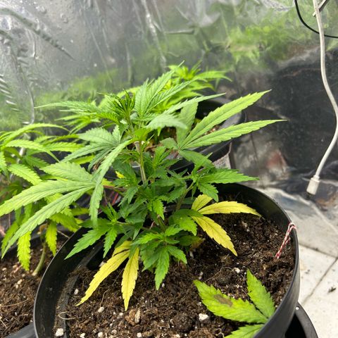 Prenseed  growlog photo: PH errado no início corrigido após compra de medidor 
