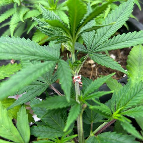 Prenseed  growlog photo: Conhecendo as deficiencies e corrigindo 
