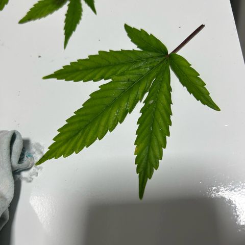 Prenseed  growlog photo: Conhecendo as deficiencies e corrigindo 