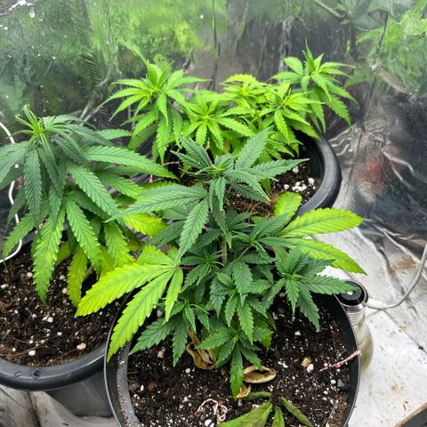 Prenseed  growlog photo: Conhecendo as deficiencies e corrigindo 