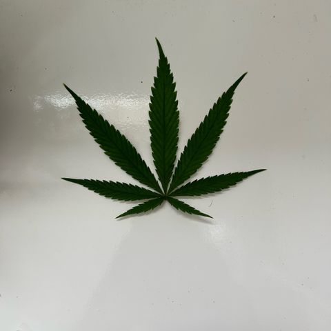 Prenseed  growlog photo: Conhecendo as deficiencies e corrigindo 
