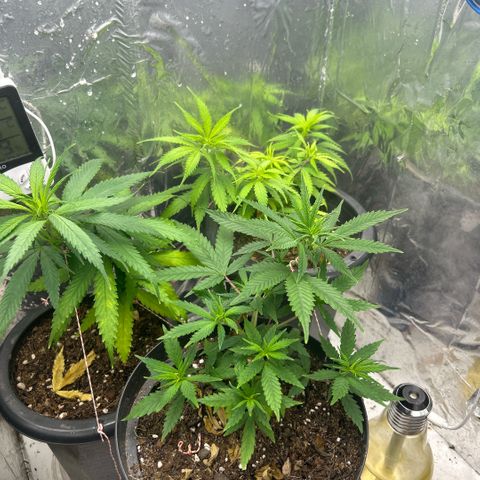 Prenseed  growlog photo: Vegetativo lento 
