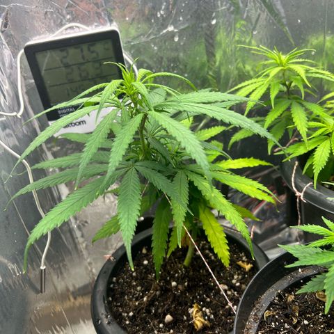 Prenseed  growlog photo: Vegetativo lento 