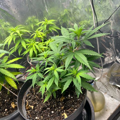 Prenseed  growlog photo: Vegetativo lento 