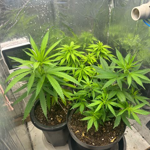Prenseed  growlog photo: Deficiencicia de N 