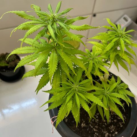 Prenseed  growlog photo: Deficiencicia de N 