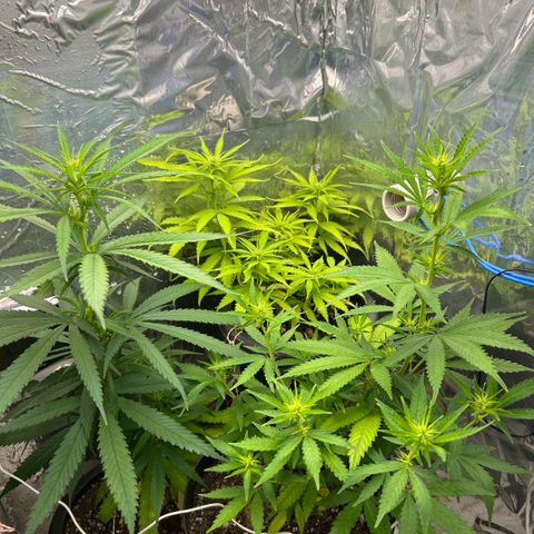 Prenseed  growlog photo: Stretching 