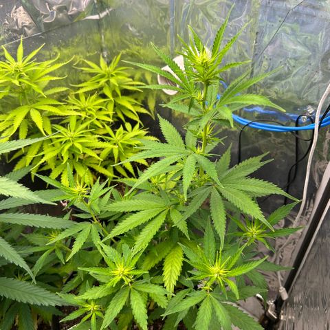 Prenseed  growlog photo: Stretching 
