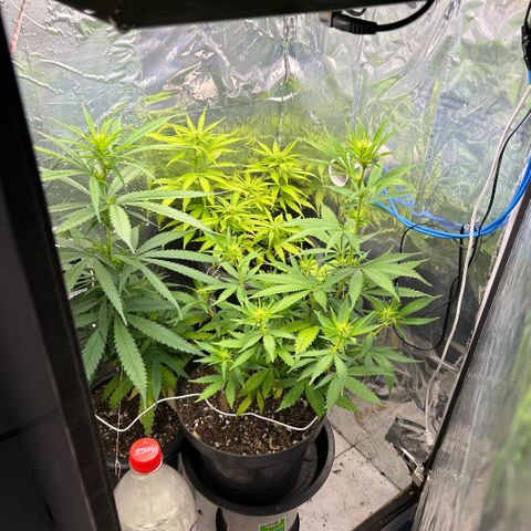 Prenseed  growlog timeline photo