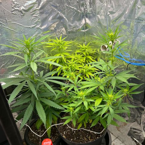 Prenseed  growlog timeline photo