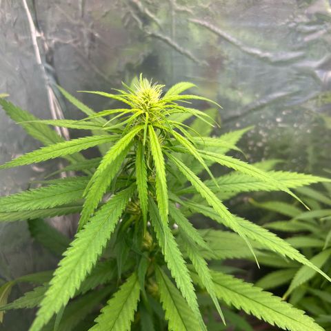 Prenseed  growlog timeline photo
