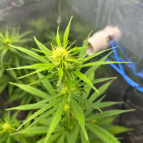 Prenseed  growlog timeline photo