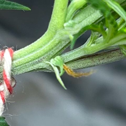 Prenseed  growlog timeline photo