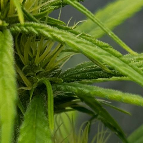 Prenseed  growlog timeline photo