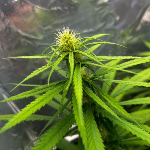 Prenseed  growlog timeline photo