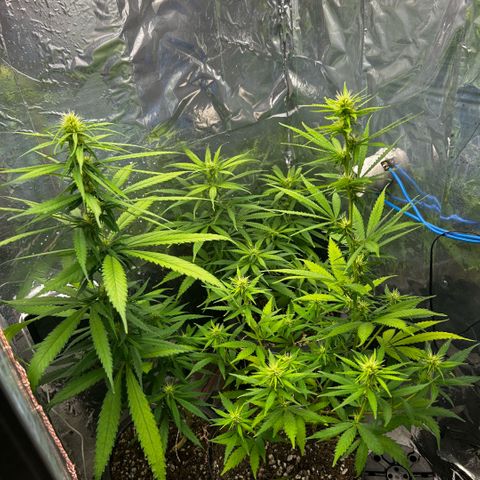 Prenseed  growlog timeline photo