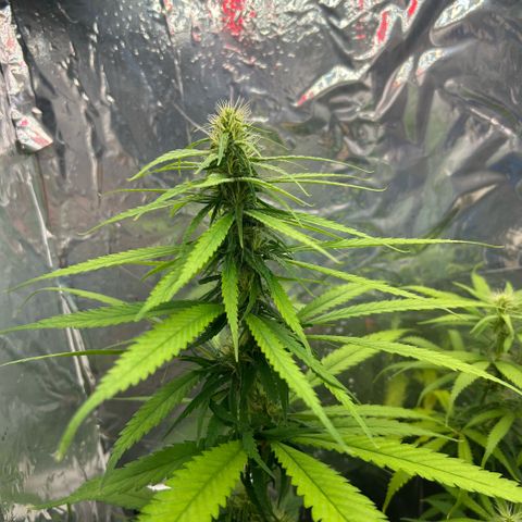 Prenseed  growlog photo: Ajuste magnésio 
E nitrogênio 
