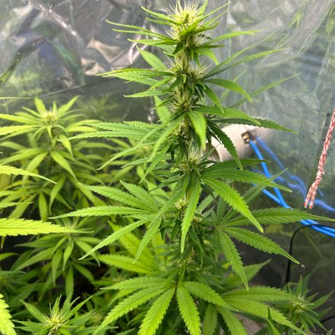Prenseed  growlog photo: Ajuste magnésio 
E nitrogênio 