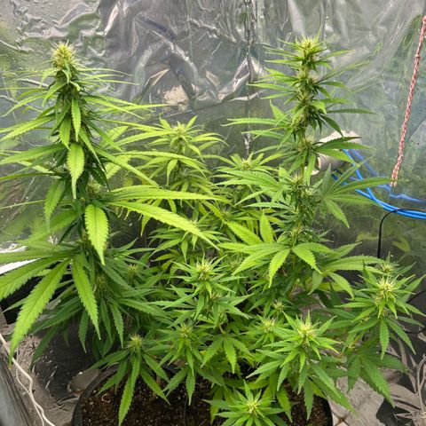 Prenseed  growlog photo: Ajuste magnésio 
E nitrogênio 