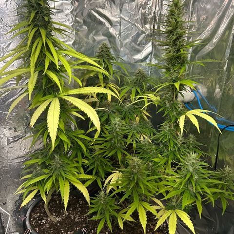 Prenseed  growlog photo: Fase final de floração 
Rega só água 
