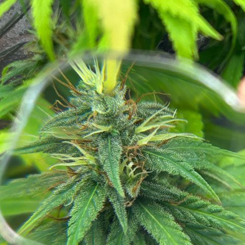 Prenseed  growlog photo: Fase final de floração 
Rega só água 
