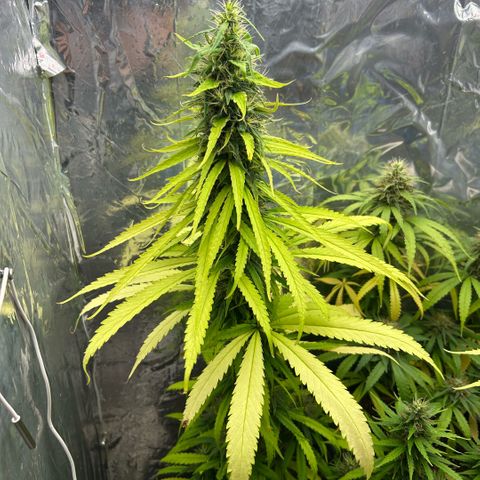 Prenseed  growlog photo: Fase final de floração 
Rega só água 