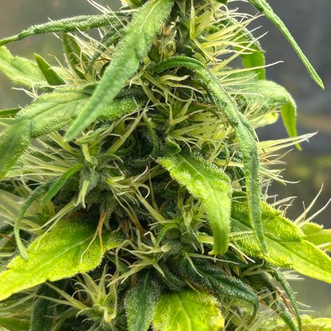Prenseed  growlog photo: Fase final de floração 
Rega só água 