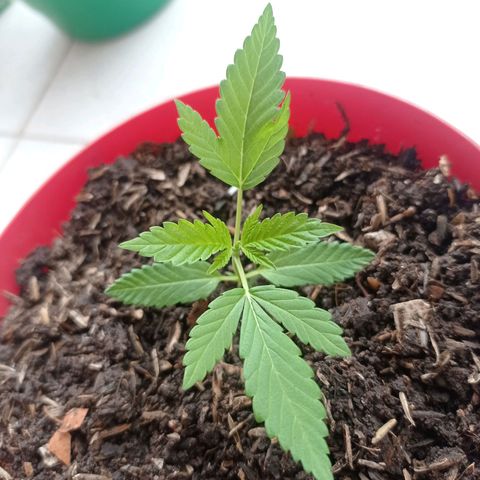 Genética desconocida growlog photo: Así están las primeras que iniciaron su etapa vegetativa